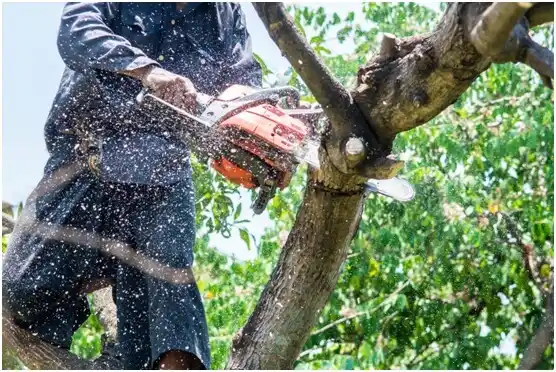 tree services El Mangó